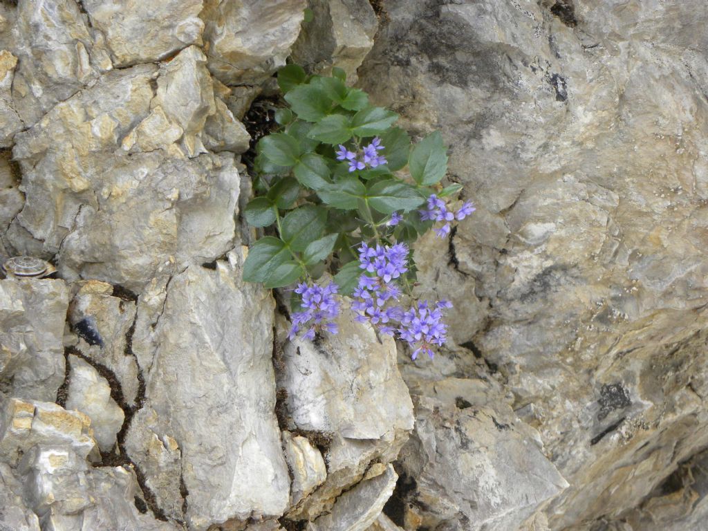 Paederota bonarota